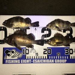 アジング？　メバリング！