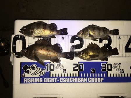 アジング？　メバリング！