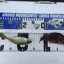 ２日越しでアジゲット！