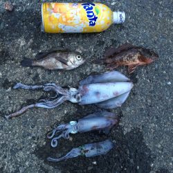 エギング！　とおまけ