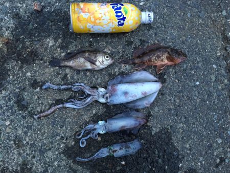 エギング！　とおまけ