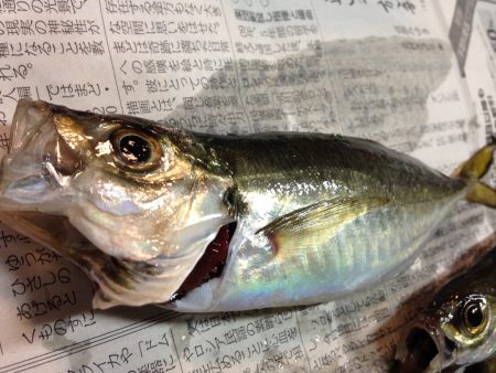 夜中まで粘りましたが…