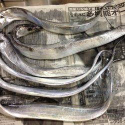 アジ、イワシが湧いていました