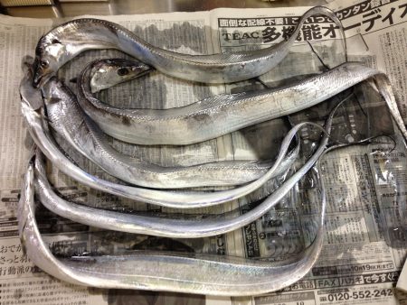 アジ、イワシが湧いていました