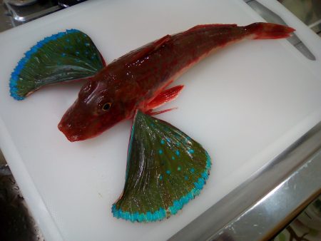 カレイとホウボウ