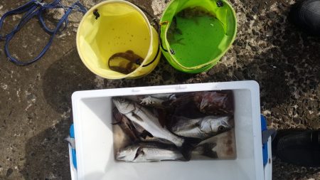 シーバス3投3連続HIT