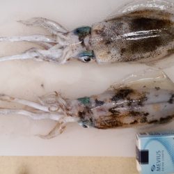 明石の秋イカシーズン終了？