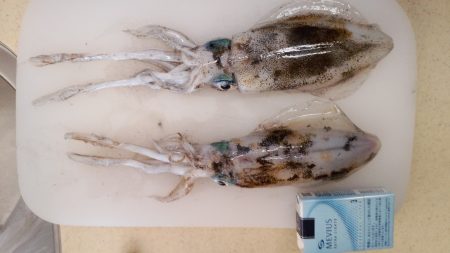 明石の秋イカシーズン終了？