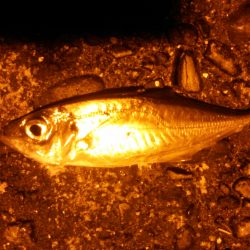 狙いとは違うが