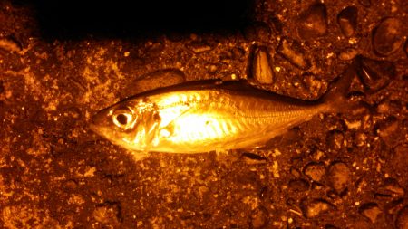 狙いとは違うが