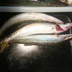 カマス爆釣