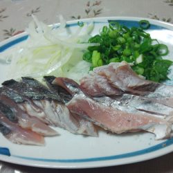 連日サゴシが回遊中!?良型アジも入れ食い!!