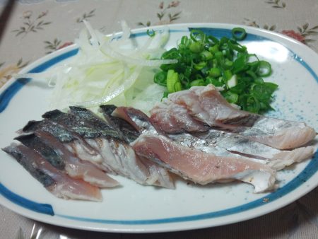 連日サゴシが回遊中!?良型アジも入れ食い!!