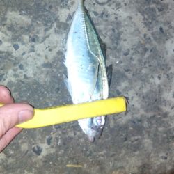 久しぶりのアジ