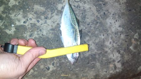 久しぶりのアジ