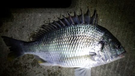 久しぶりにチヌ