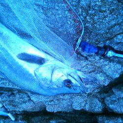 日本海スズキ75センチ