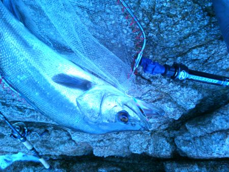 日本海スズキ75センチ