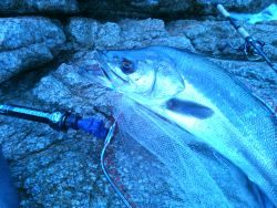 日本海スズキ75センチ