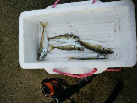 ナイス！アジ！