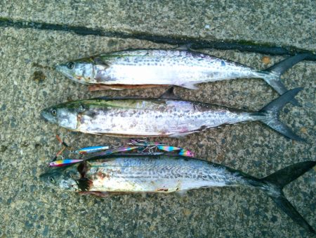 サゴシ→ベイトはシラス