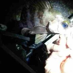 アジを釣りたくて