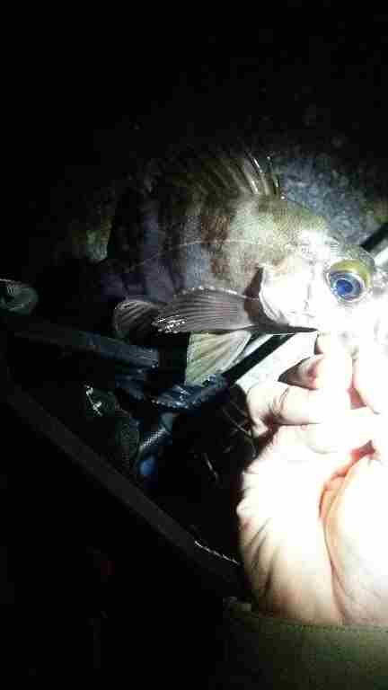 アジを釣りたくて