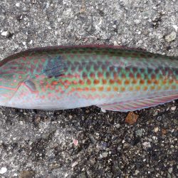 ポーアイでチヌ不発、、、