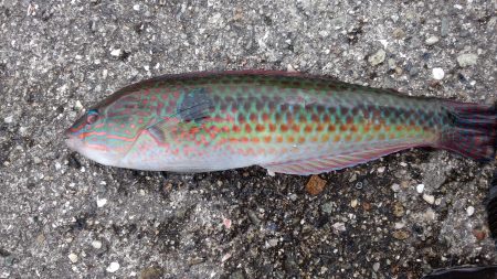 ポーアイでチヌ不発、、、