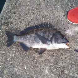 フカセ釣り始動