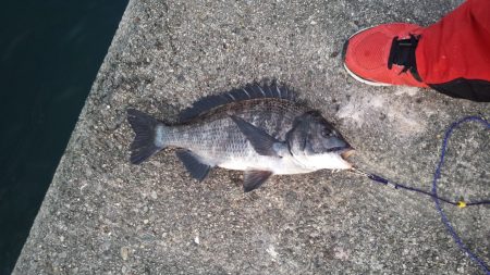 フカセ釣り始動