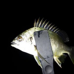 やったりました〜!