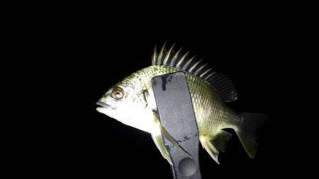 やったりました〜!