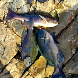 田並の磯でグレ釣り