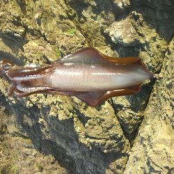 今日はハズレ日