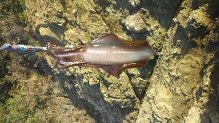 今日はハズレ日