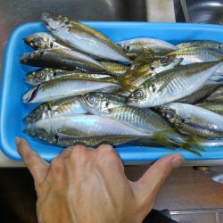 小島漁港近くでアジ釣り