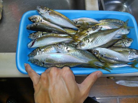 小島漁港近くでアジ釣り