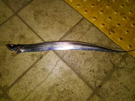 タチウオ釣行　最終