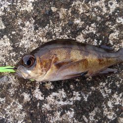 ミップル周辺で