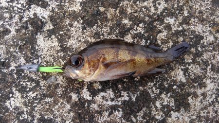 ミップル周辺で