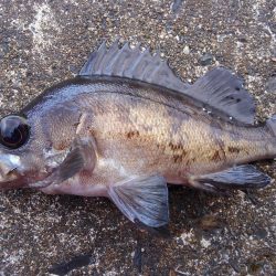 ミップル周辺で