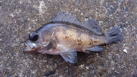 ミップル周辺で