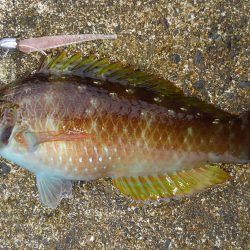 ミップル周辺で釣りをする