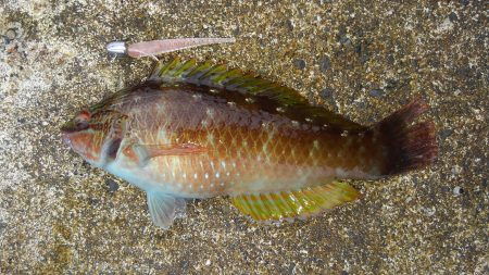 ミップル周辺で釣りをする