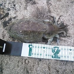 ちょこっとエギング！