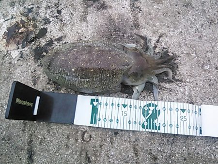 ちょこっとエギング！