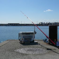 浦港内でキス狙い