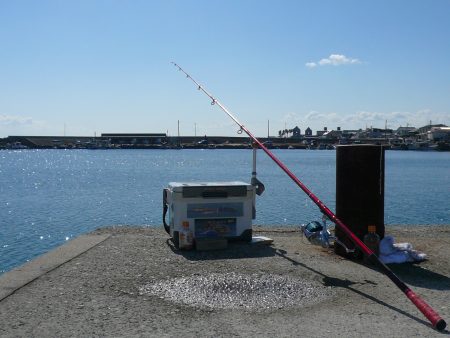 浦港内でキス狙い