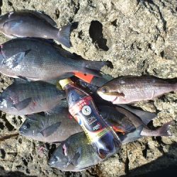 樫野にてグレ・イサギ♪